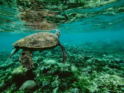 红珊瑚及海洋濒危物种进口合规指南：砗磲、海马、珊瑚制品的限制与许可